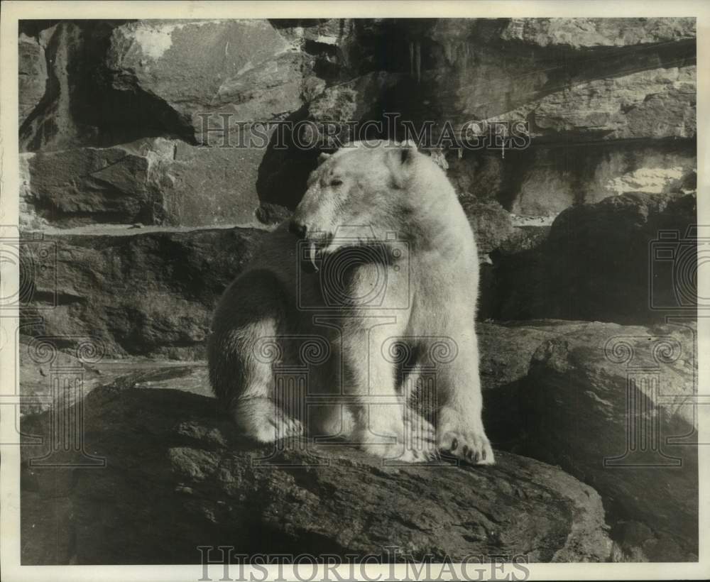 1969 Press Photo Polar bear during a cold day at the Prospect Park Zoo-Brooklyn - Historic Images