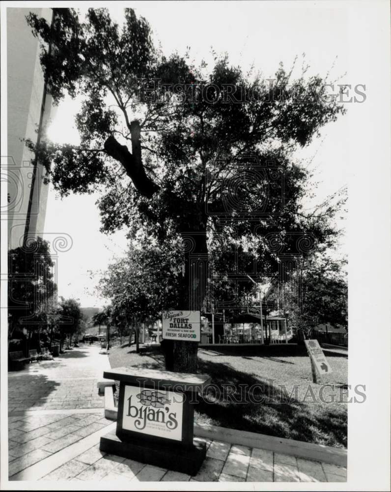 1989 Press Photo A prune tree next to Hyatt, east of Fort Dallas - lra33398- Historic Images