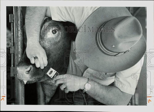 Press Photo Man brushes cow before livestock show - lra42668- Historic Images