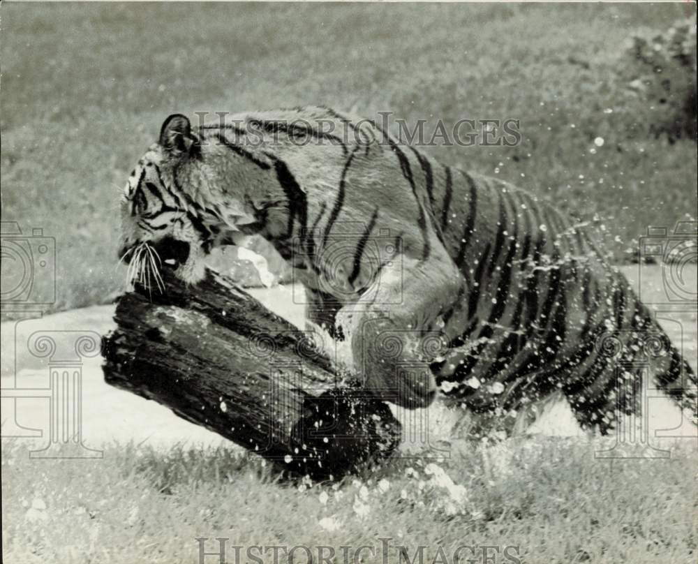 1980 Press Photo A tiger plays with the wood in the zoo - lrb05598- Historic Images