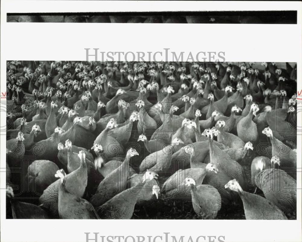 1986 Press Photo Guinea Hens, Favorite Cuban Christmas Dinner Staple - lrb08802- Historic Images