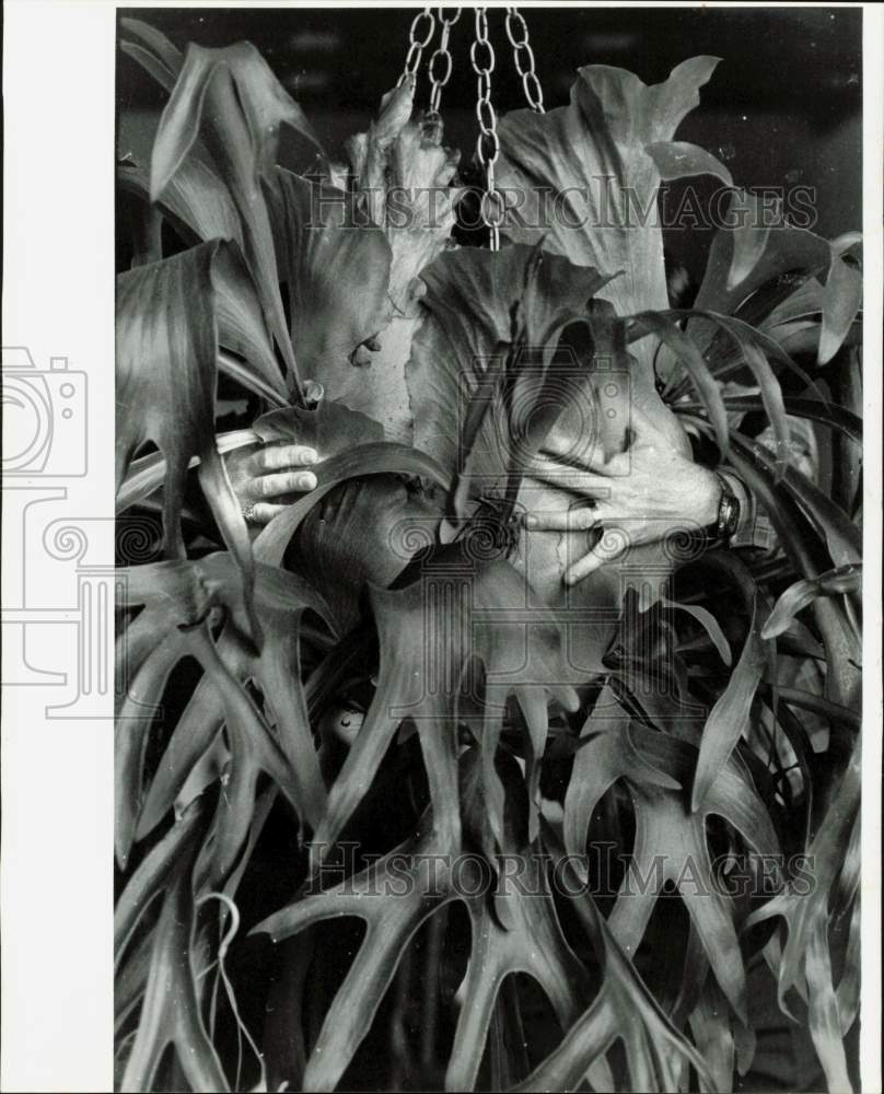 1981 Press Photo Closeup view of a huge Staghorn fern - lrb18860- Historic Images