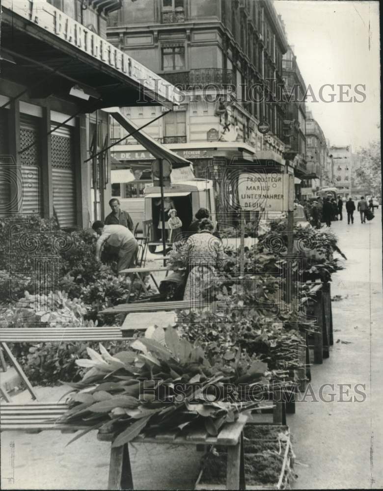 1966 Vendors sell greenery for making wreaths in Paris - Historic Images