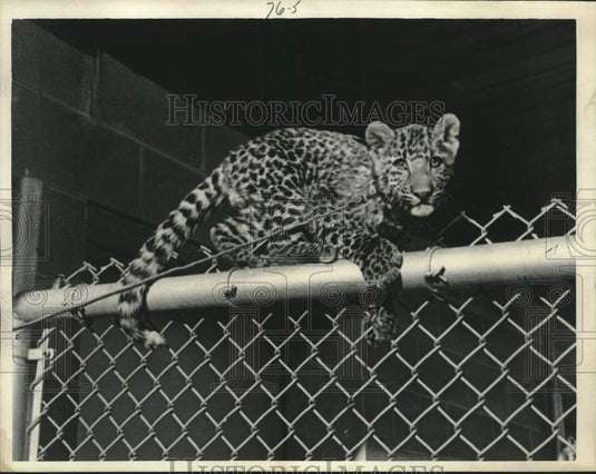 1967 Press Photo A close up look at the Leapin' Leopard - lrx02365- Historic Images