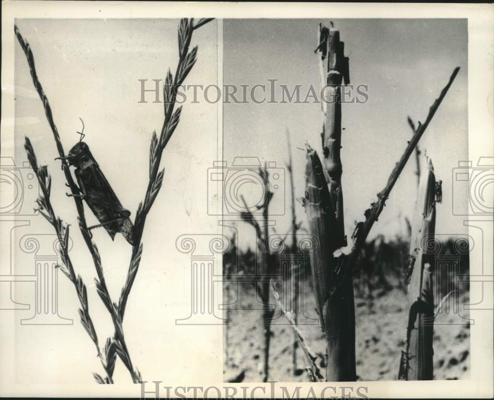 1949 Grasshopper cause damage to crops in United States - Historic Images