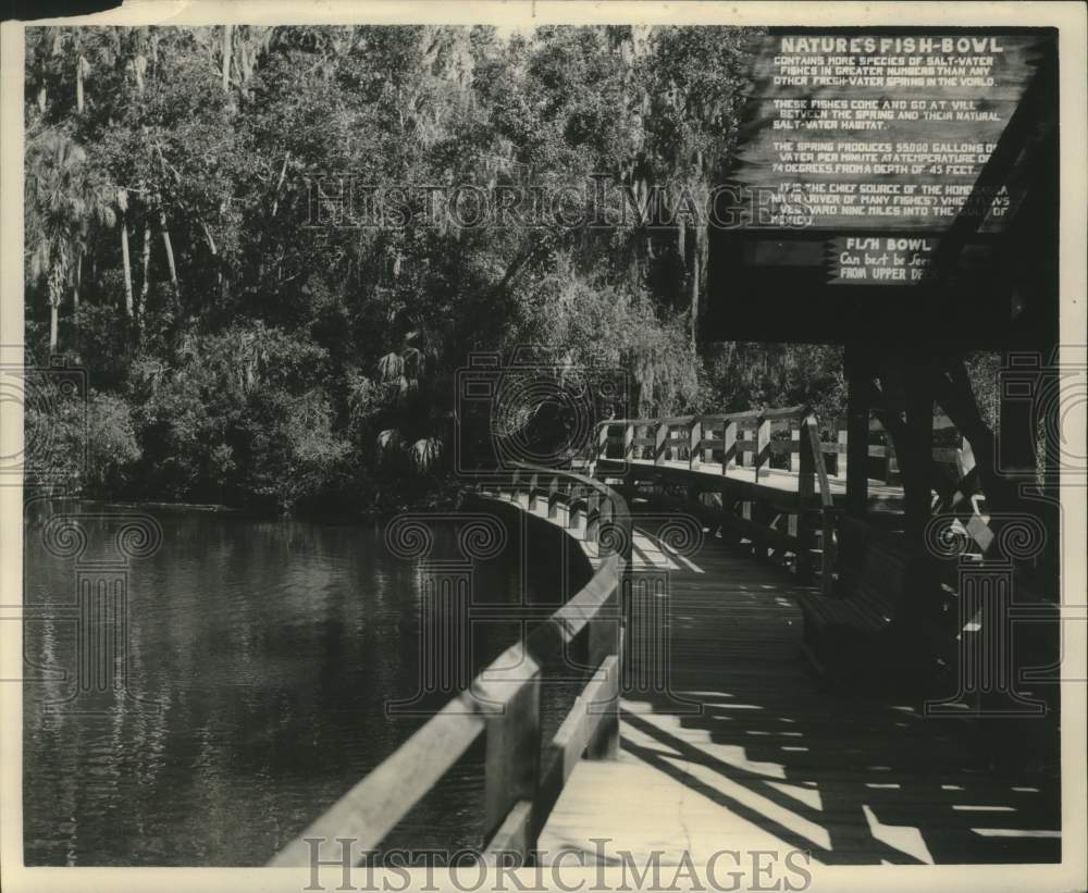 1947 Natures Fish Bowl, chief source of the Homosassa River - Historic Images