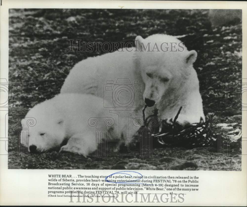 Polar bears raised on civilization and released on Siberian wilds - Historic Images