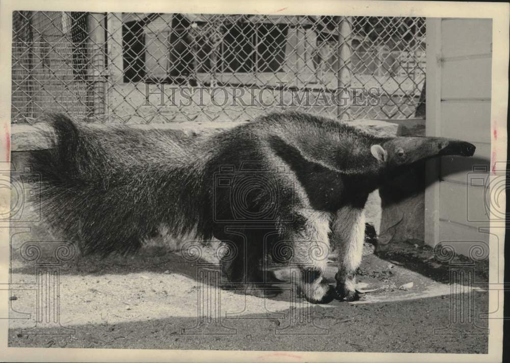 1965 Giant Anteater newest addition to the Roeding Park Zoo - Historic Images