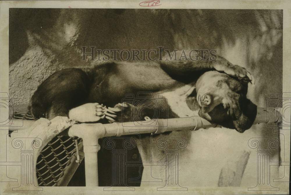 1973 A sun bear sleeping at his quarters in Roeding Park Zoo - Historic Images