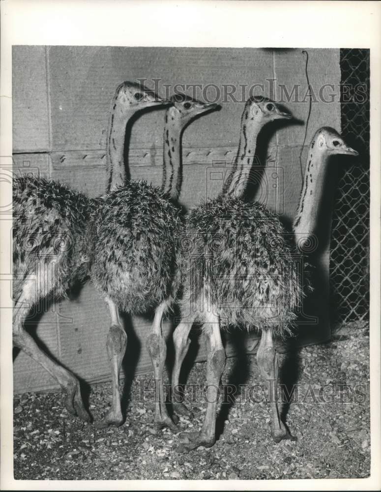 1956 Baby Ostriches arrive at Paris Vincennes Zoo - Historic Images