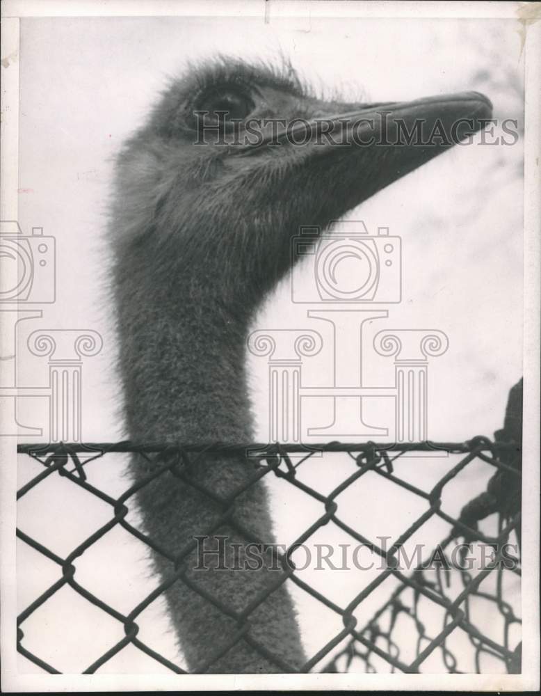 1953 London ostrich taken a beautiful profile photo for prosperity - Historic Images