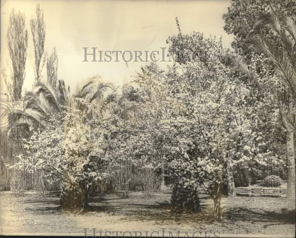 1949 Double Flowering Cherry Trees in Full Bloom at Roeding Park - Historic Images