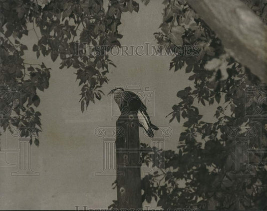 1975 South American Caracara Bird escapes from Como Zoo - Historic Images