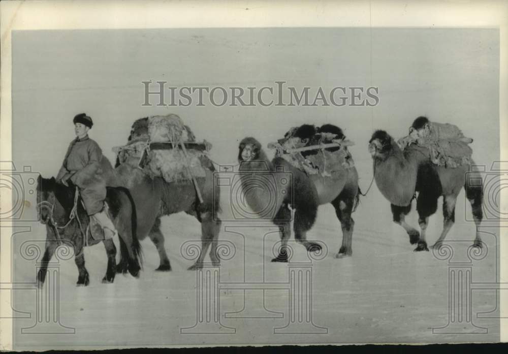 1964 Freight Carrying Camels Across The  Countryside in Mongolia-Historic Images