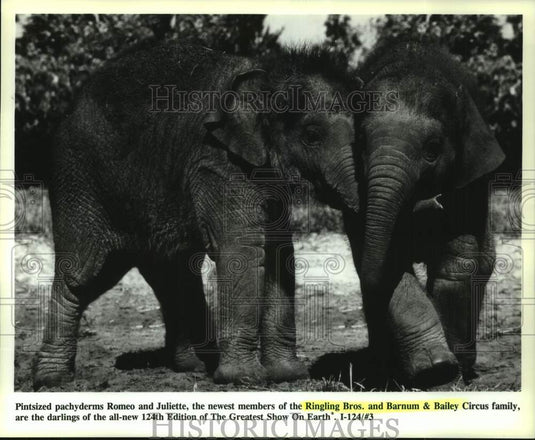 1995 elephants Romeo & Juliet of Ringling Bros. & Barnum & Bailey - Historic Images