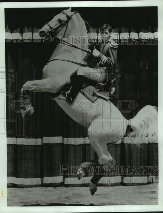 1992 Royal Lippizan Stallion performs with a rider - Historic Images