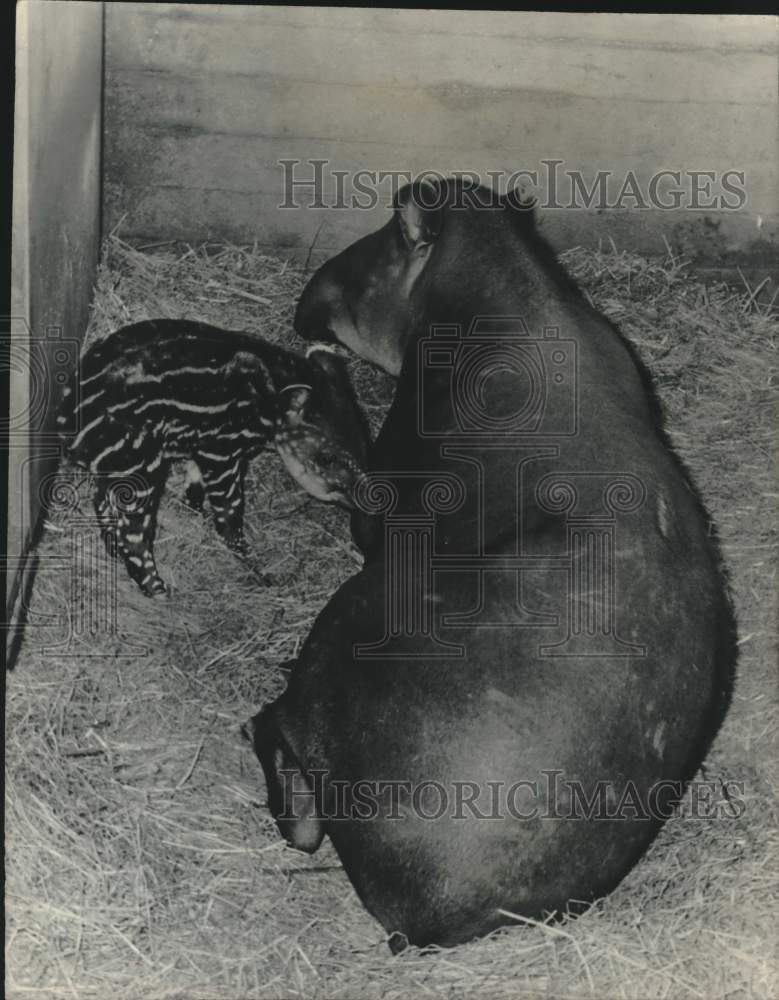 1970 Mother tapir with its baby at Zurich Zoo, Switzerland - Historic Images