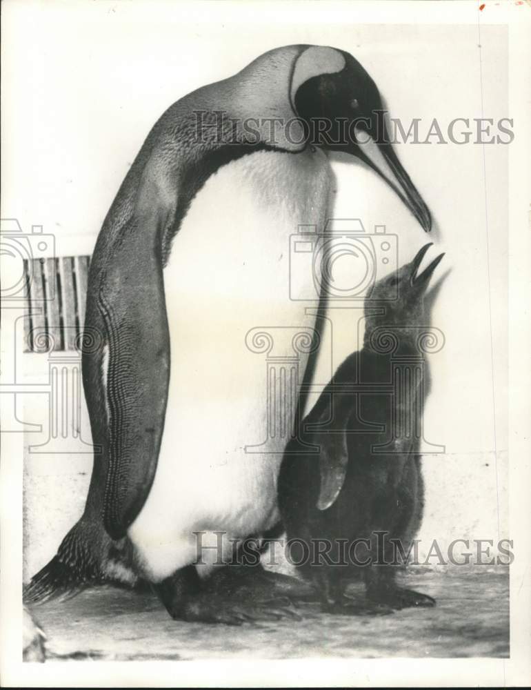 1959 Press Photo A baby king penguin fed by its father in Basel, Switzerland- Historic Images