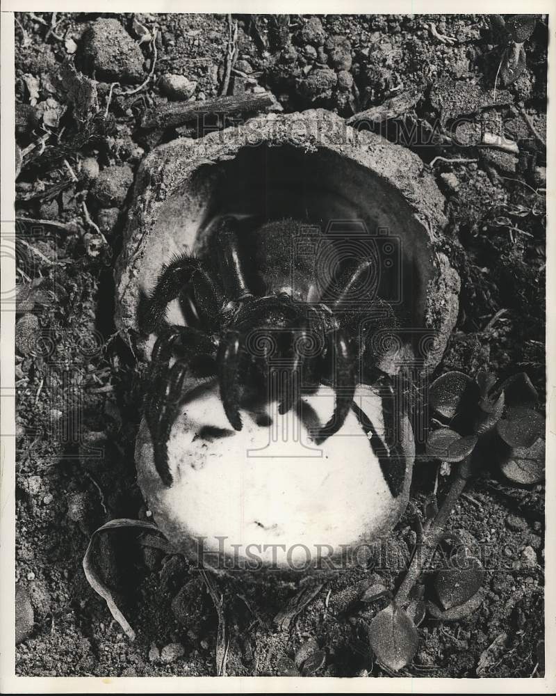 1956 Trapdoor Spider at the tightly sealed, plush isolation chamber - Historic Images