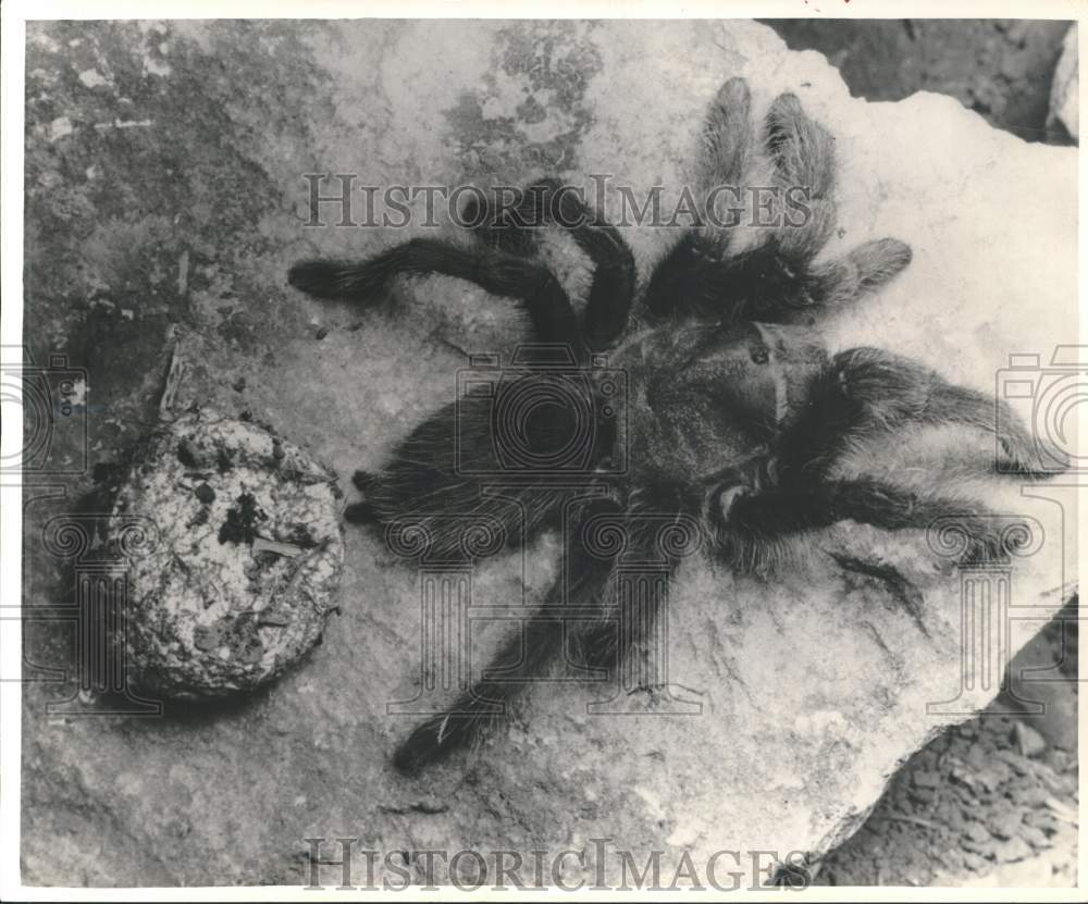 1956 Tarantula Spins A Round Sheet Of Silk As A Cradle For Her Young-Historic Images