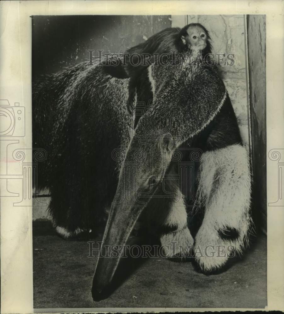 1963 Press Photo Texas-A young monkey with the anteater at Dallas Zoo - Historic Images