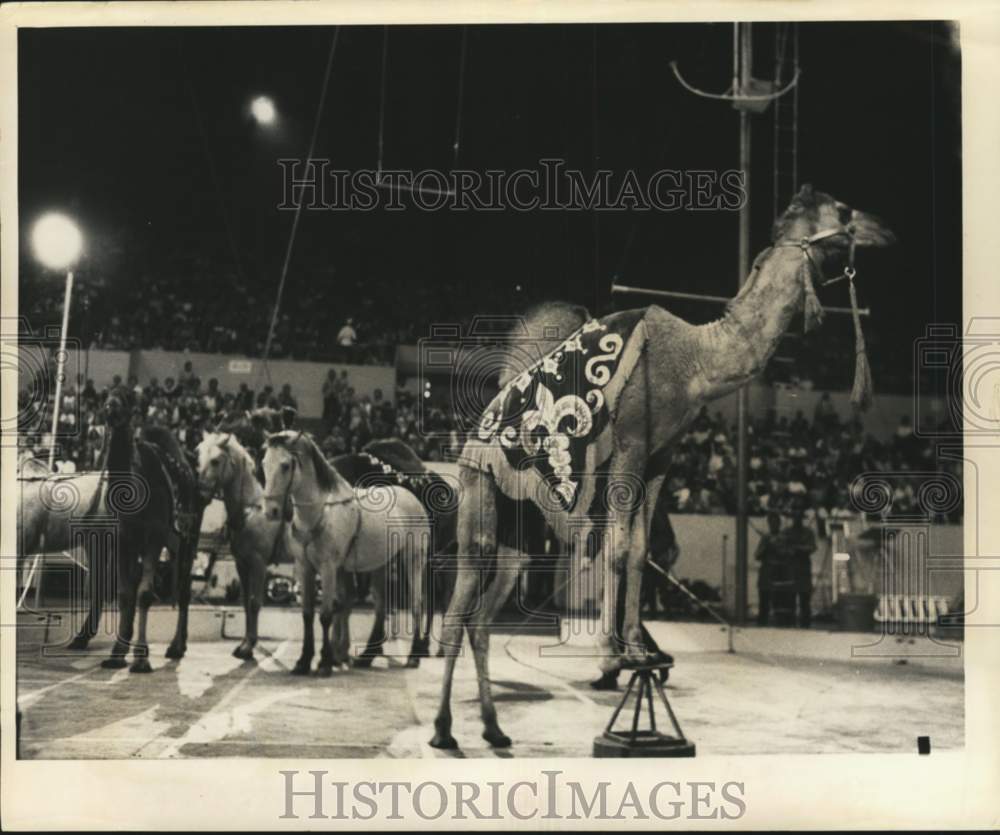 1971 Clyde Bros. Shrine Circus At The Bayfront Center Arena - Historic Images