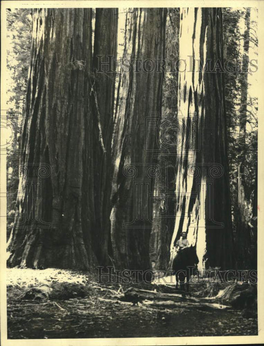 1952 Rider and horse pass Giant Redwood Trees, Sequoia National Park-Historic Images