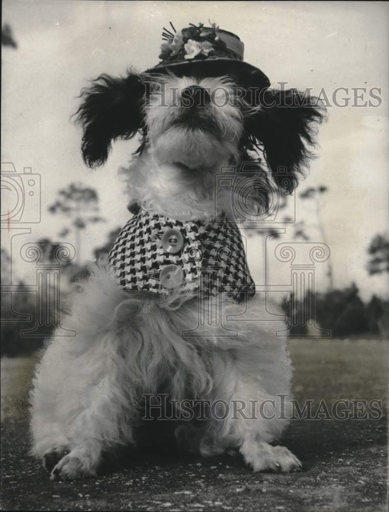 1955 Miniature Poodle Beauregard owned by W.M. Smith-Historic Images