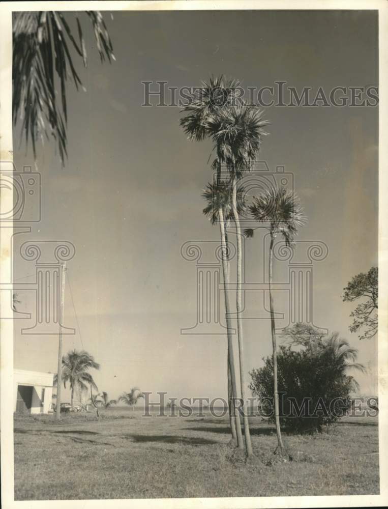 1958 Native Thrinax, slender palm in Florida Keys-Historic Images