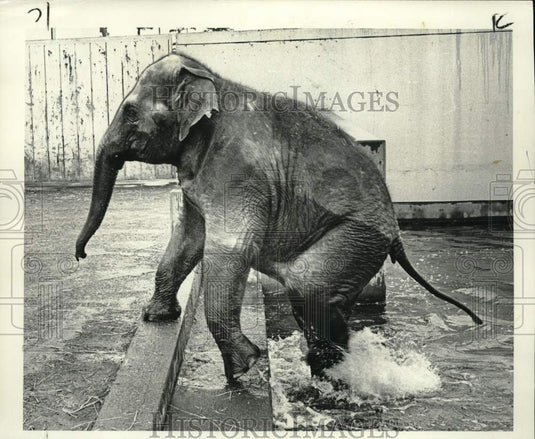 1966 Press Photo Packy the elephant celebrates birthday in pool at Portland Zoo- Historic Images