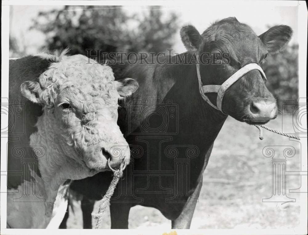 1946 Press Photo Fairbury, NE - Parents of Quintuplet calves posing for picture.- Historic Images