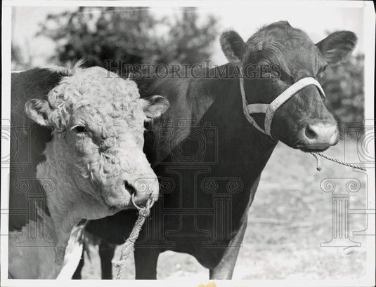 1946 Press Photo Fairbury, NE - Parents of Quintuplet calves posing for picture.- Historic Images