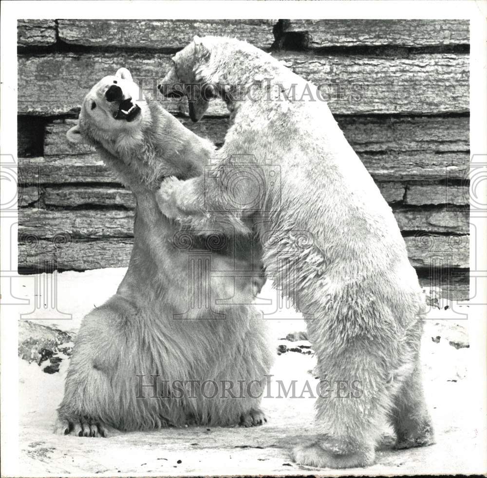 1972 Press Photo Como Zoo polar bears Mato and Kuma. - lry01875- Historic Images