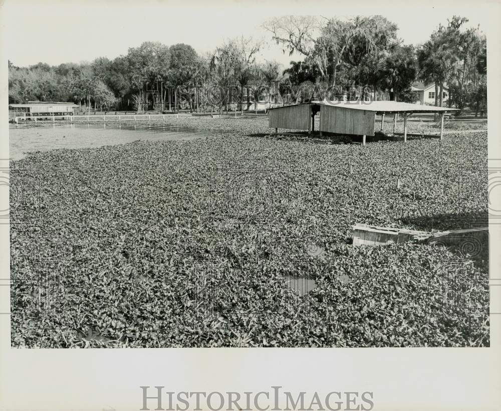 1973 Press Photo Polluted Lake Apopka - lry21760- Historic Images