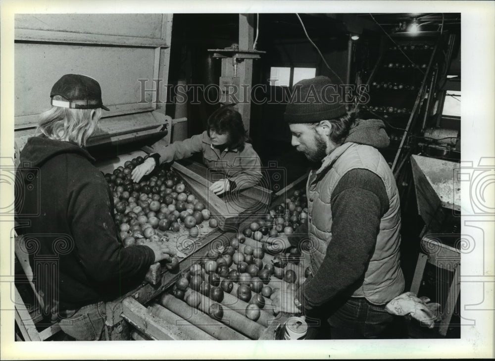 1982 Press Photo Feeding apples onto rollers for sorting - mja01874 - Historic Images