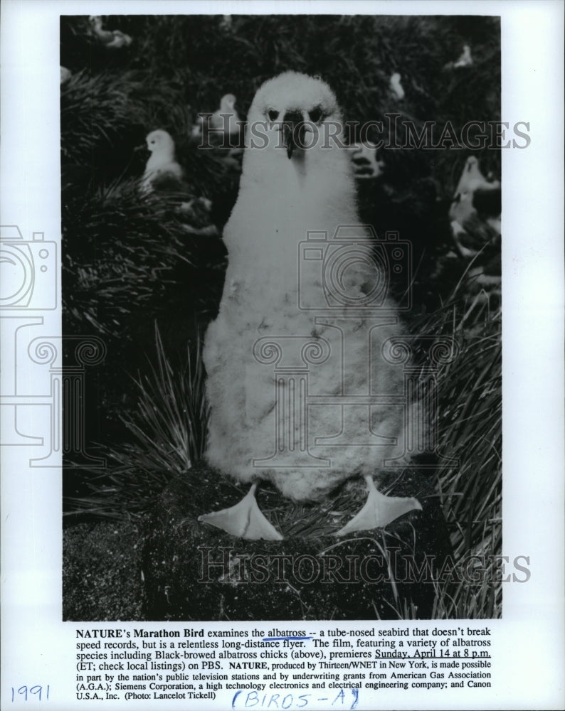 1991 Press Photo Nature&#39;s Marathon Bird examines the albatross - mja02021 - Historic Images