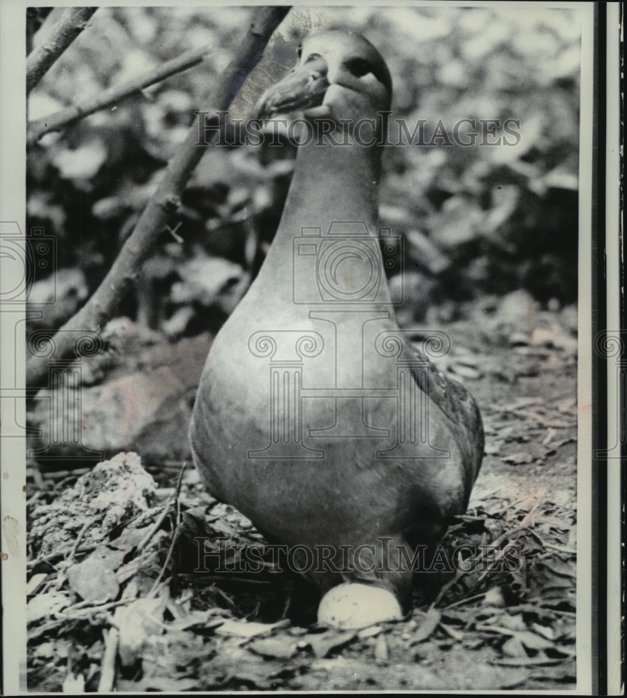 1967 Press Photo A black footed albatross guarded its egg at Marineland - Historic Images