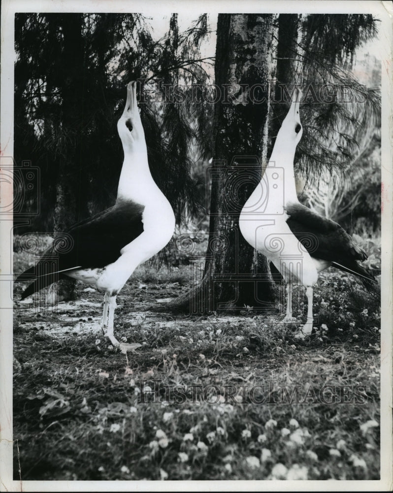 1969 Press Photo 2 Laysan Albatross, commonly called Gooney Birds, mating dance - Historic Images