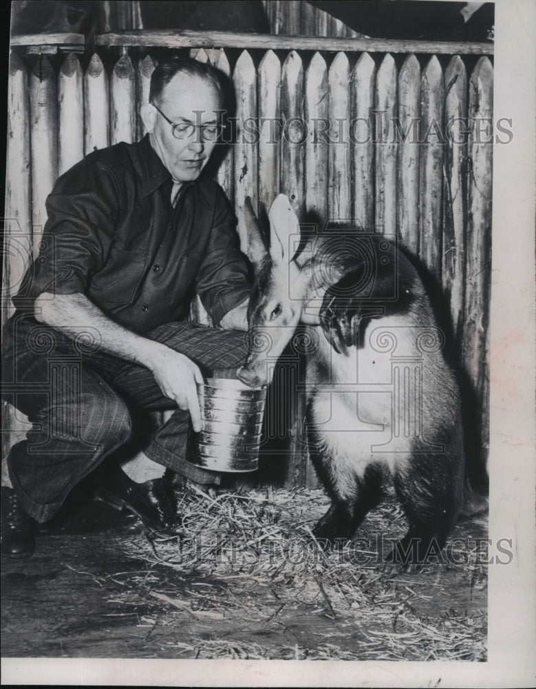 1951 Press Photo A domesticated aardvark took a drink - mja02337 - Historic Images