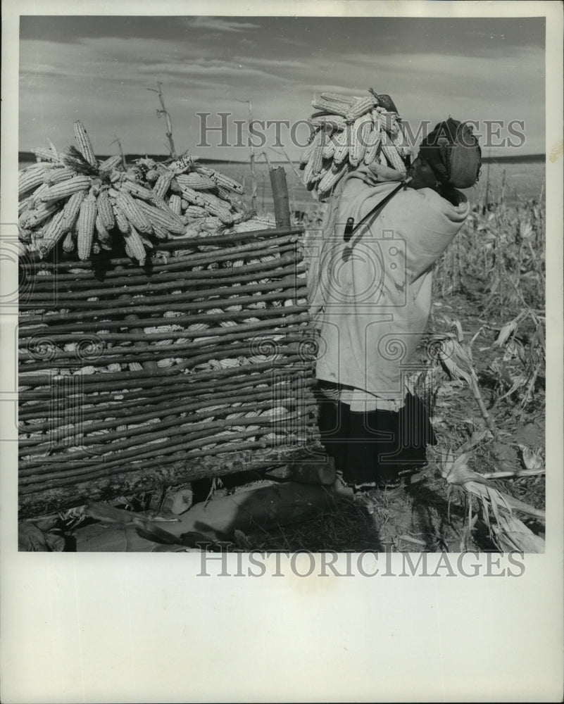 1965 Press Photo Tembu tribeswoman loads corn from field into sledge - mja02475 - Historic Images