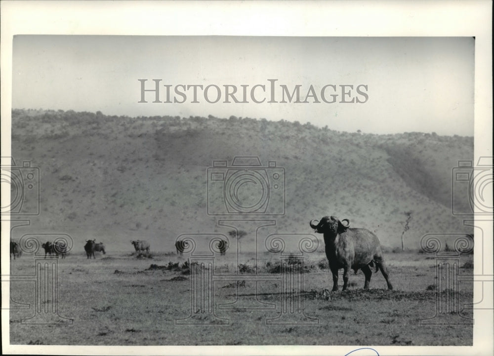 1984 A belligerent cape buffalo glowered at an intruder on the plain - Historic Images