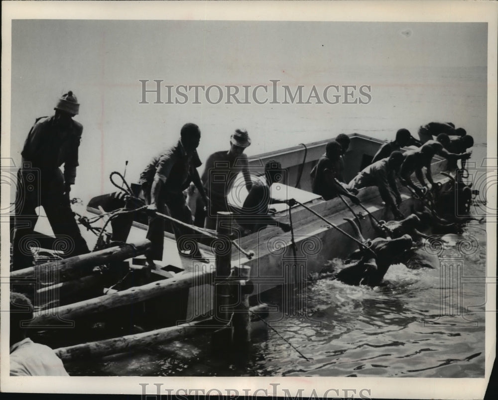 1966 Press Photo Cattle transported across the Zambesi river - mja02771- Historic Images