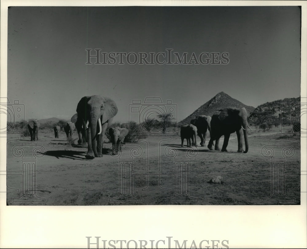 1984 Press Photo A herd of thirsty elephants on Ewaso Ng&#39;iro River in Kenya-Historic Images