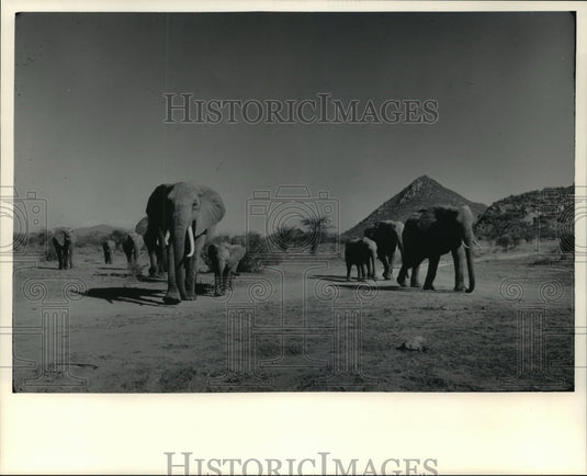 1984 Press Photo A herd of thirsty elephants on Ewaso Ng'iro River in Kenya-Historic Images