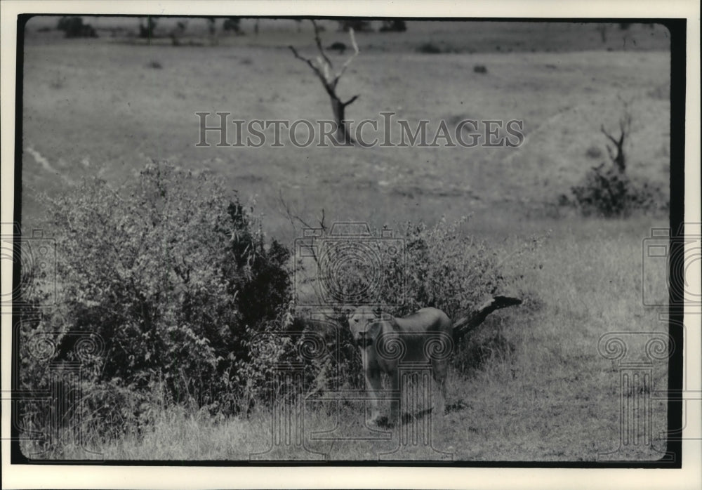 1984 Press Photo Lioness looking for food in Africa - mja04033 - Historic Images