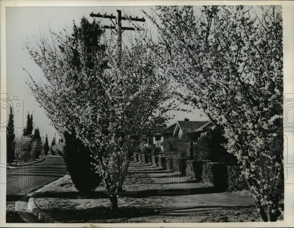 1942 Press Photo Canberra, Australia&#39;s capital is beautiful with blooming cherry - Historic Images