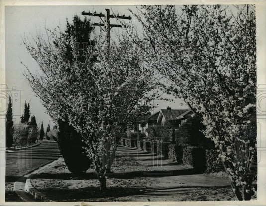 1942 Press Photo Canberra, Australia's capital is beautiful with blooming cherry - Historic Images