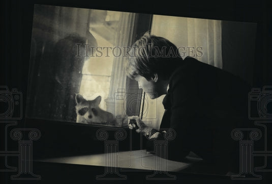 1983 Press Photo Julie Agnew made friends with a raccoon on a ledge - mja04601 - Historic Images