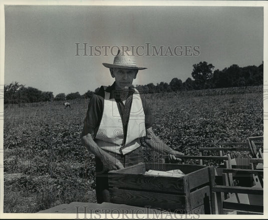 1985 Press Photo Armin Barthel picking berries at Barthel Fruit Farm in Mequon - Historic Images
