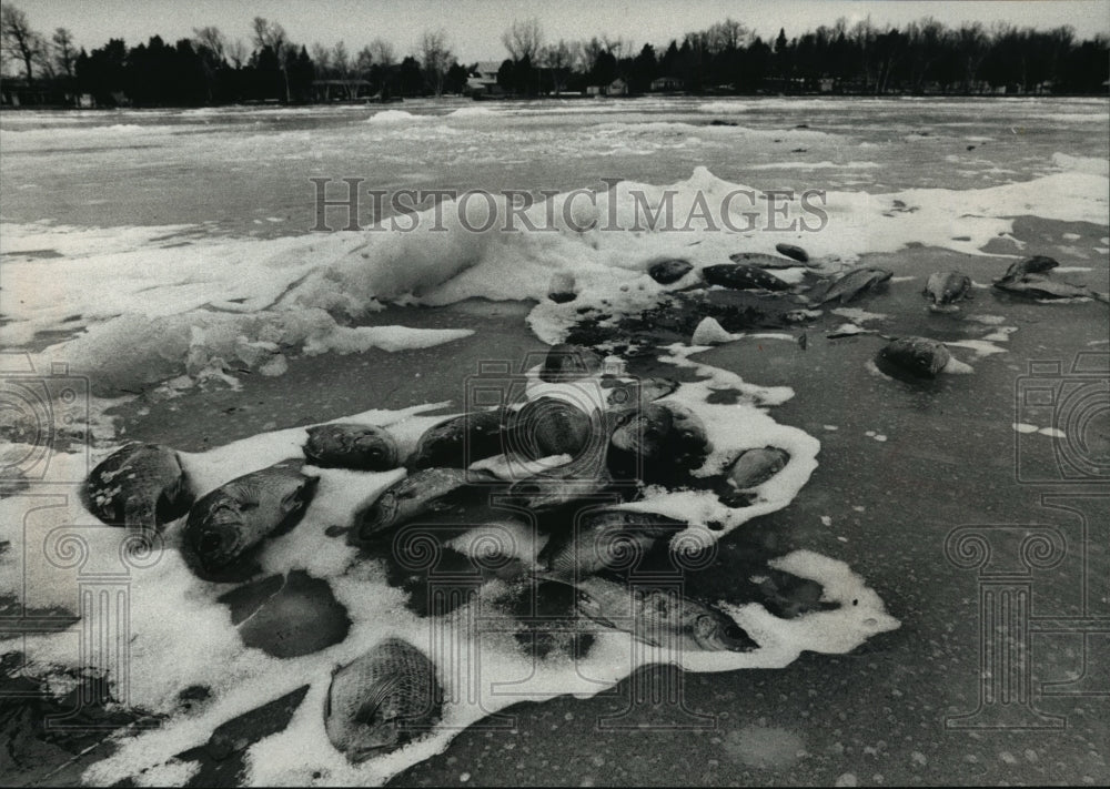 1989 Press Photo More than a dozen unwanted fish were dumped on top of the ice-Historic Images